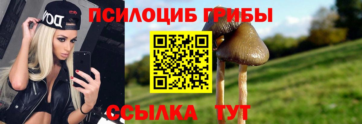 Медногорск  Псилоцибиновые грибы Cubensis  Вход с VPN 